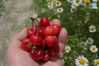 Начался сезон 2017 вкусной, сладкой черешни на побережье Азовского моря.