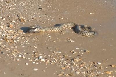 Змеи. Азовское море