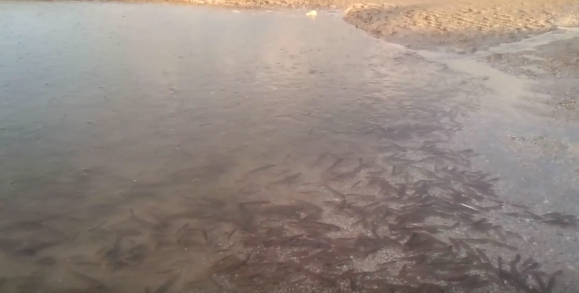 Сотни пеленгасов застряли между Азовским морем и Молочным Лиманом в промоине