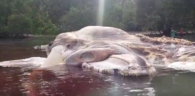 В Индонезии на берег выкинуло гигантское неизвестное существо.