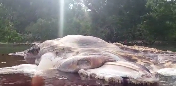 В Индонезии на берег выкинуло гигантское неизвестное существо.