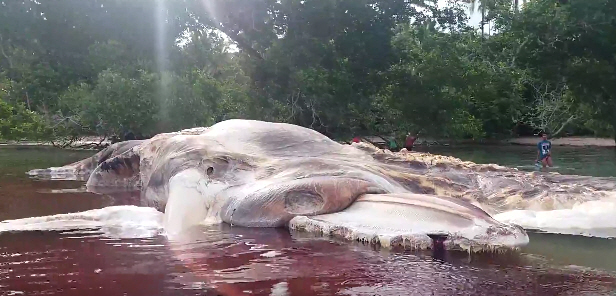 В Индонезии на берег выкинуло гигантское неизвестное существо.