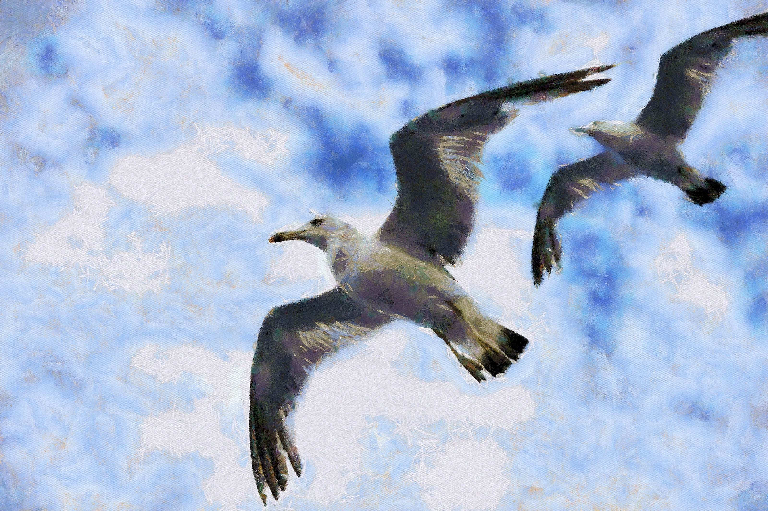 SeaGull, seagull picture, чайка, морская чайка