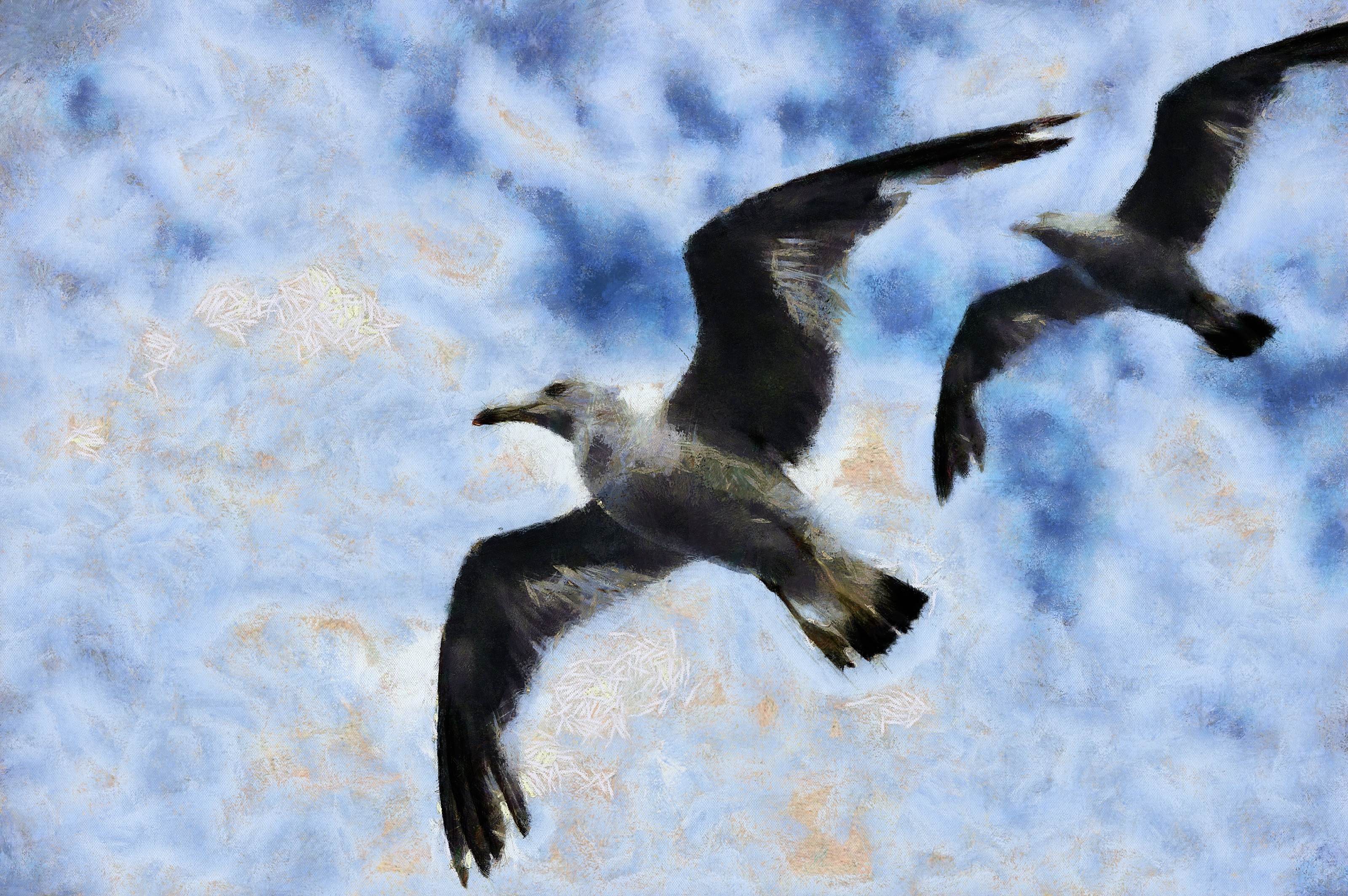 SeaGull, seagull picture, чайка, морская чайка