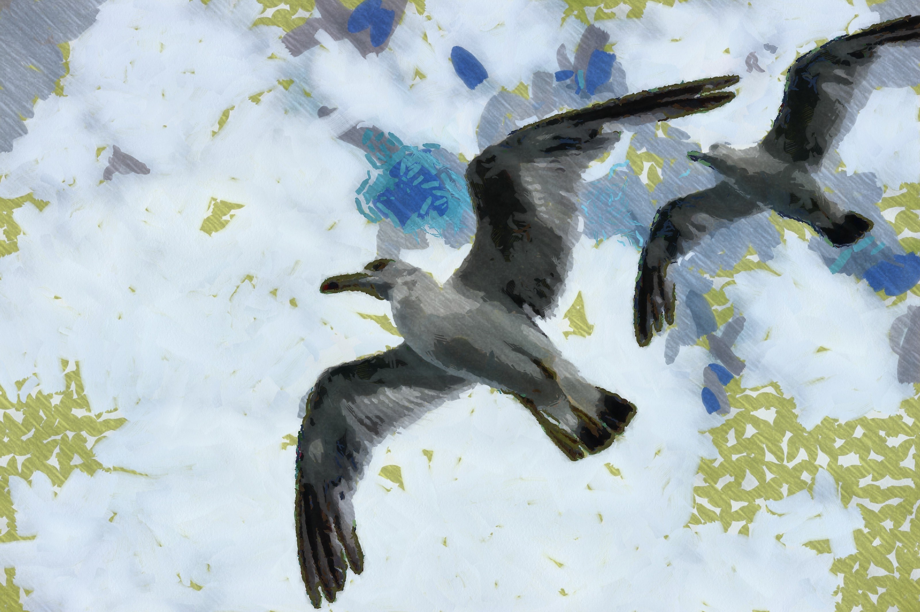 SeaGull, seagull picture, чайка, морская чайка