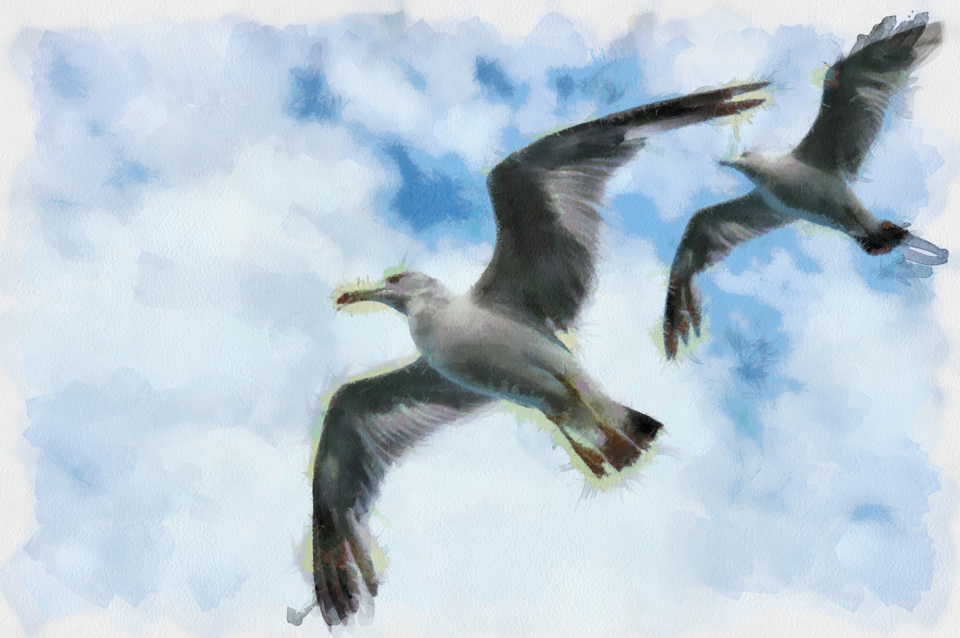 SeaGull, seagull picture, чайка, морская чайка