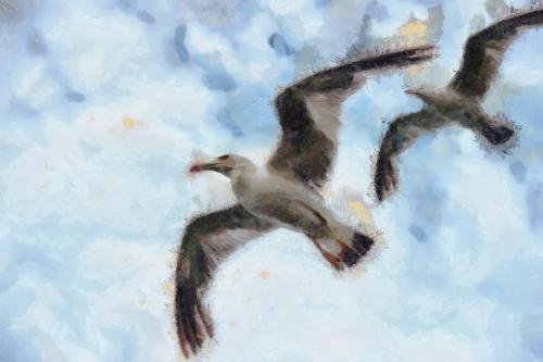 SeaGull, seagull picture, чайка, морская чайка