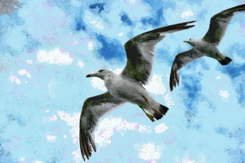 SeaGull, seagull picture, чайка, морская чайка