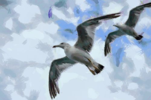 SeaGull, seagull picture, чайка, морская чайка