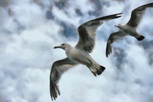 SeaGull, seagull picture, чайка, морская чайка