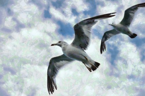 SeaGull, seagull picture, чайка, морская чайка