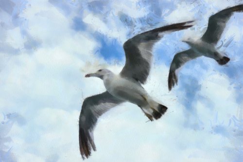 SeaGull, seagull picture, чайка, морская чайка