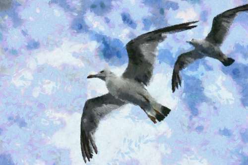 SeaGull, seagull picture, чайка, морская чайка