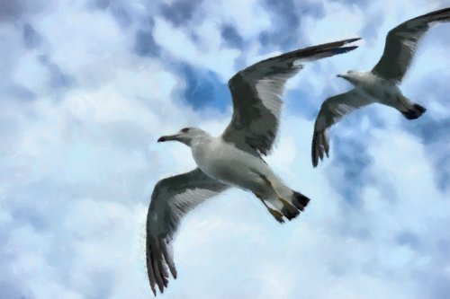 SeaGull, seagull picture, чайка, морская чайка