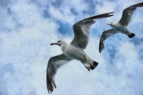 SeaGull, seagull picture, чайка, морская чайка