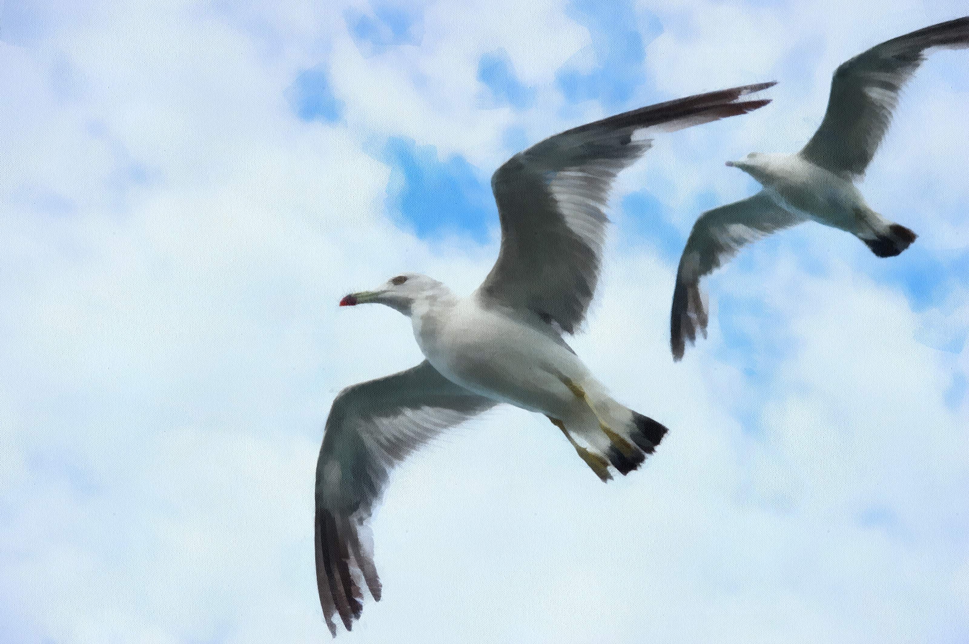SeaGull, seagull picture, чайка, морская чайка