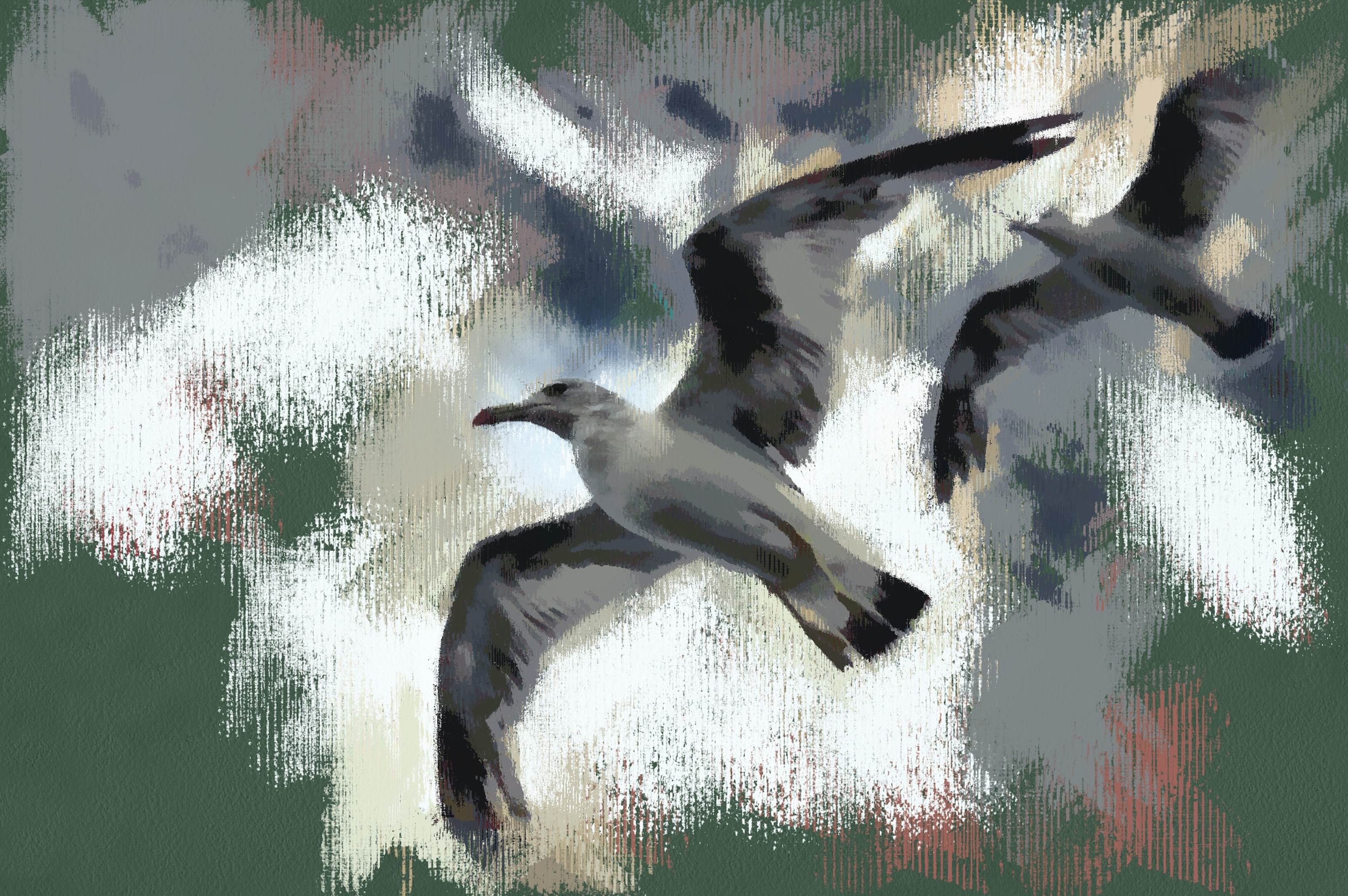 SeaGull, seagull picture, чайка, морская чайка