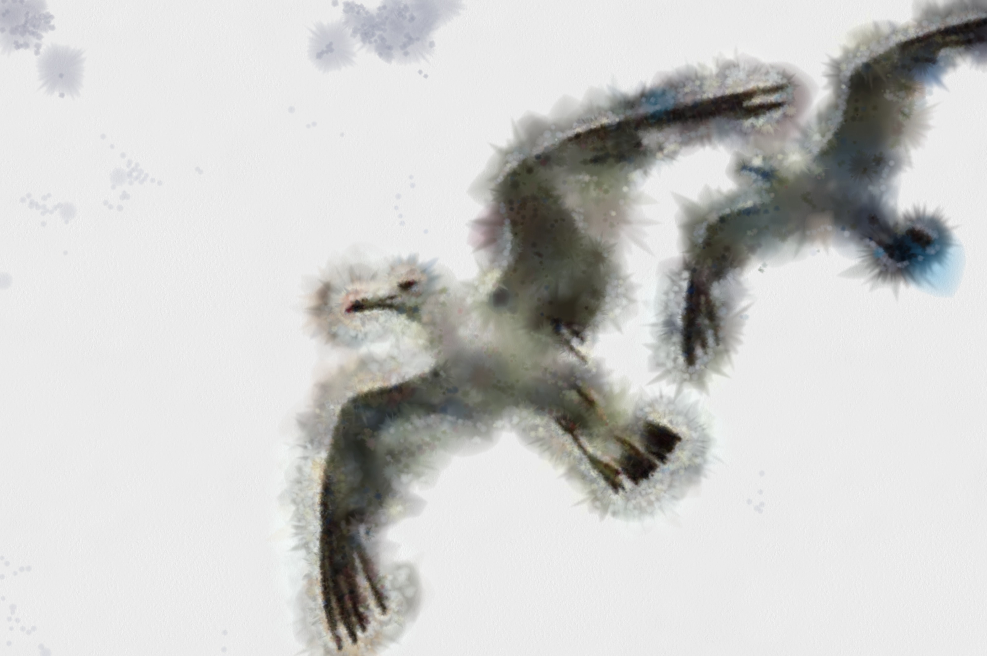 SeaGull, seagull picture, чайка, морская чайка