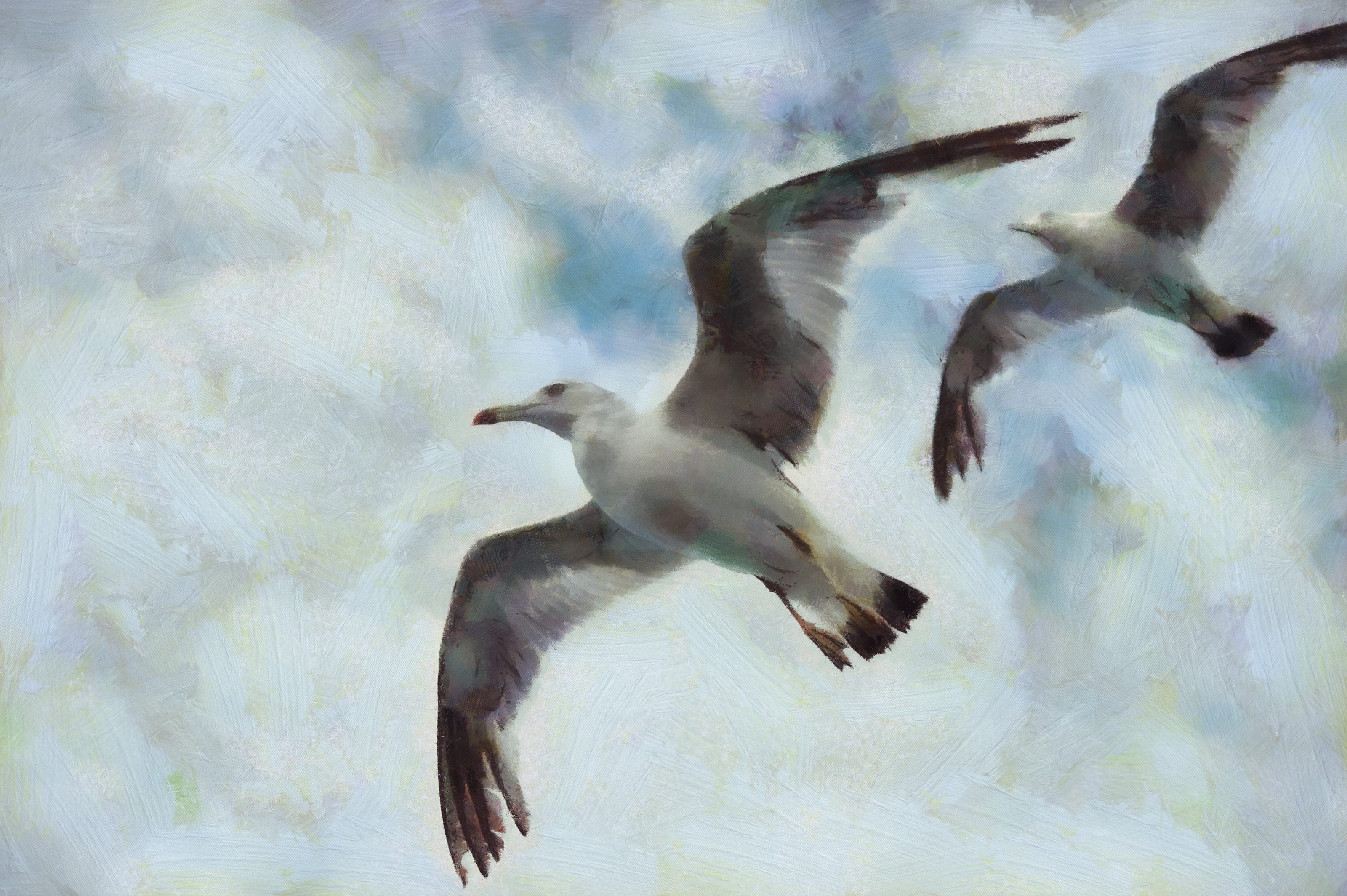 SeaGull, seagull picture, чайка, морская чайка