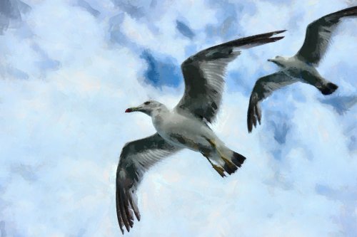 SeaGull, seagull picture, чайка, морская чайка