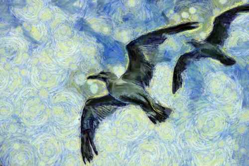 SeaGull, seagull picture, чайка, морская чайка