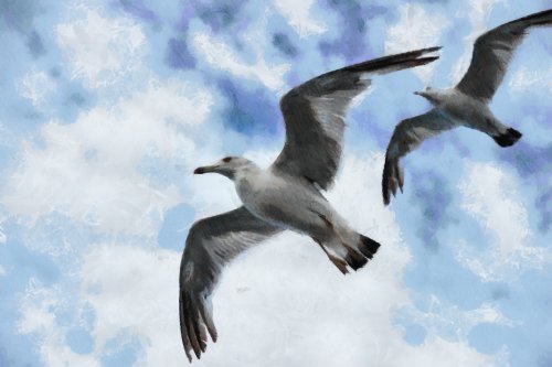 SeaGull, seagull picture, чайка, морская чайка
