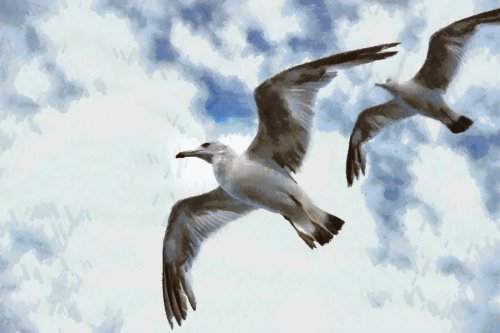 SeaGull, seagull picture, чайка, морская чайка