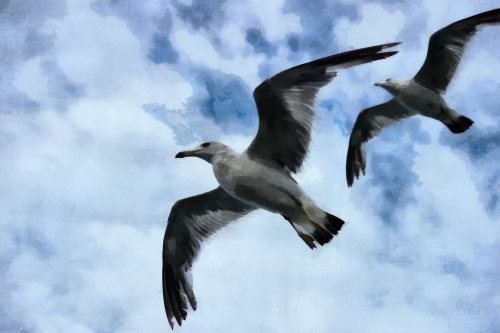 SeaGull, seagull picture, чайка, морская чайка