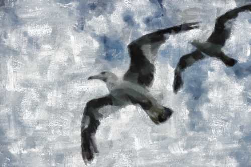 SeaGull, seagull picture, чайка, морская чайка