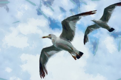 SeaGull, seagull picture, чайка, морская чайка