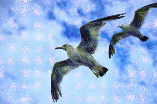 SeaGull, seagull picture, чайка, морская чайка