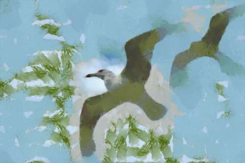 SeaGull, seagull picture, чайка, морская чайка