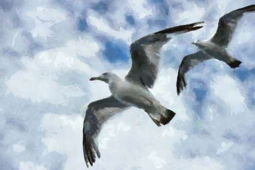 SeaGull, seagull picture, чайка, морская чайка