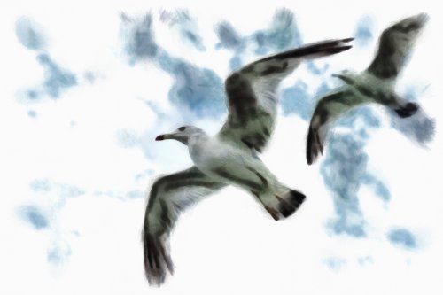 SeaGull, seagull picture, чайка, морская чайка