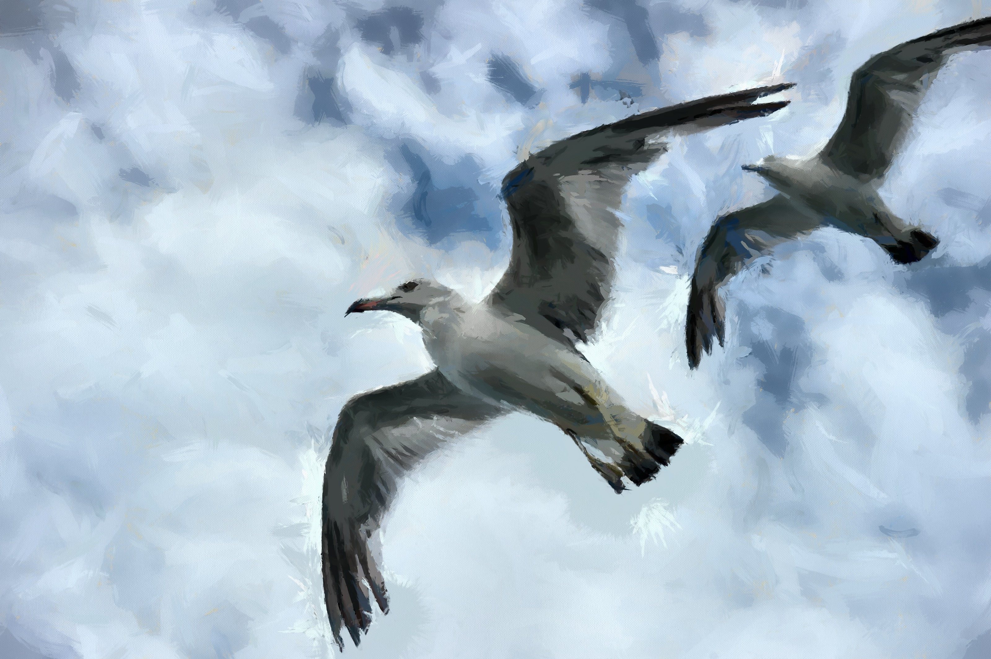 SeaGull, seagull picture, чайка, морская чайка