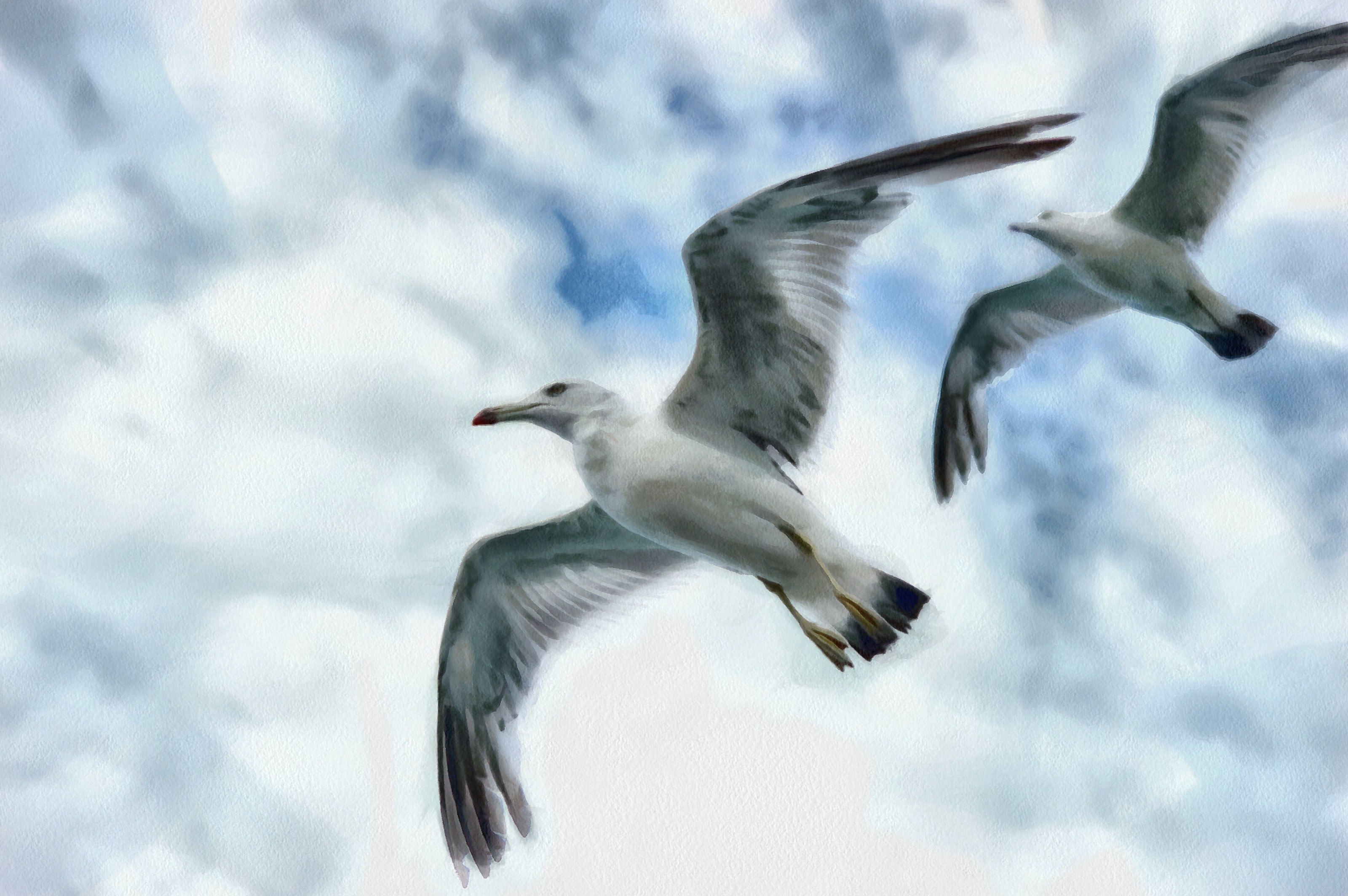 SeaGull, seagull picture, чайка, морская чайка