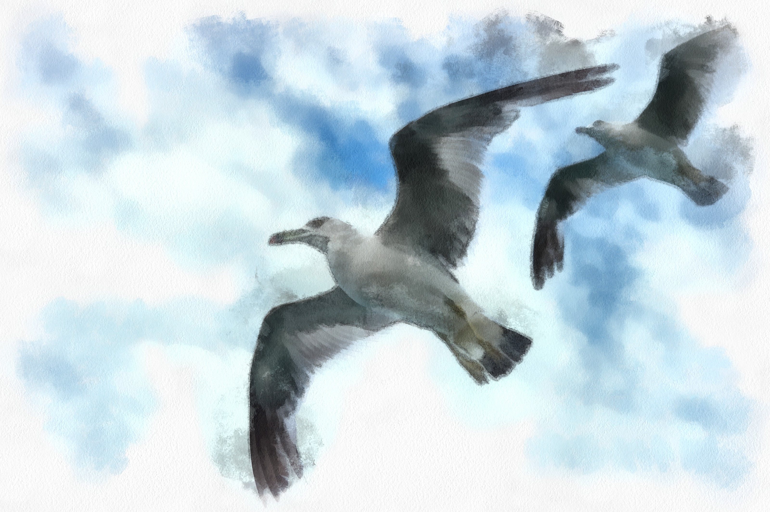 Морская чайка картинки - SeaGull images