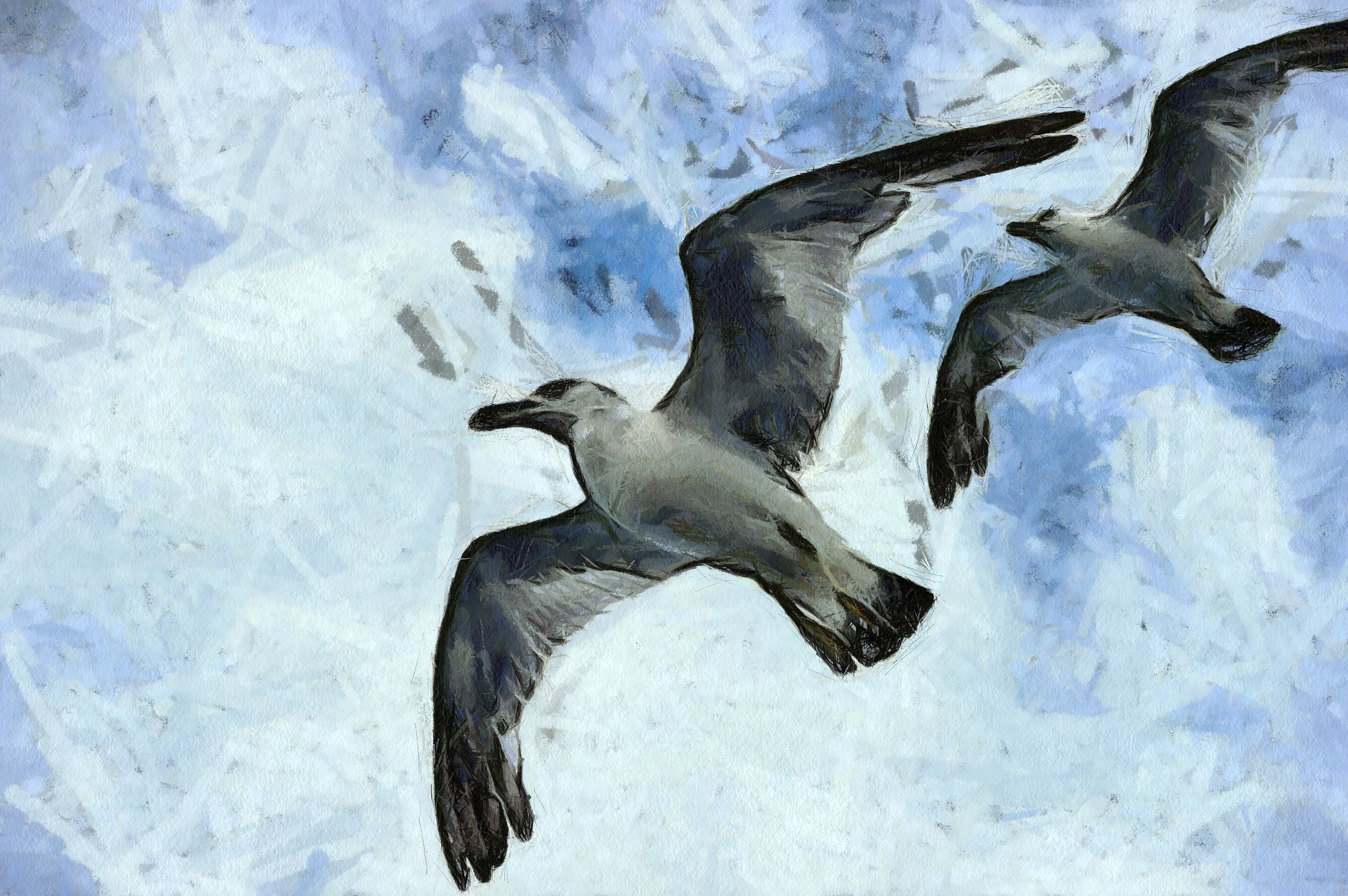SeaGull, seagull picture, чайка, морская чайка
