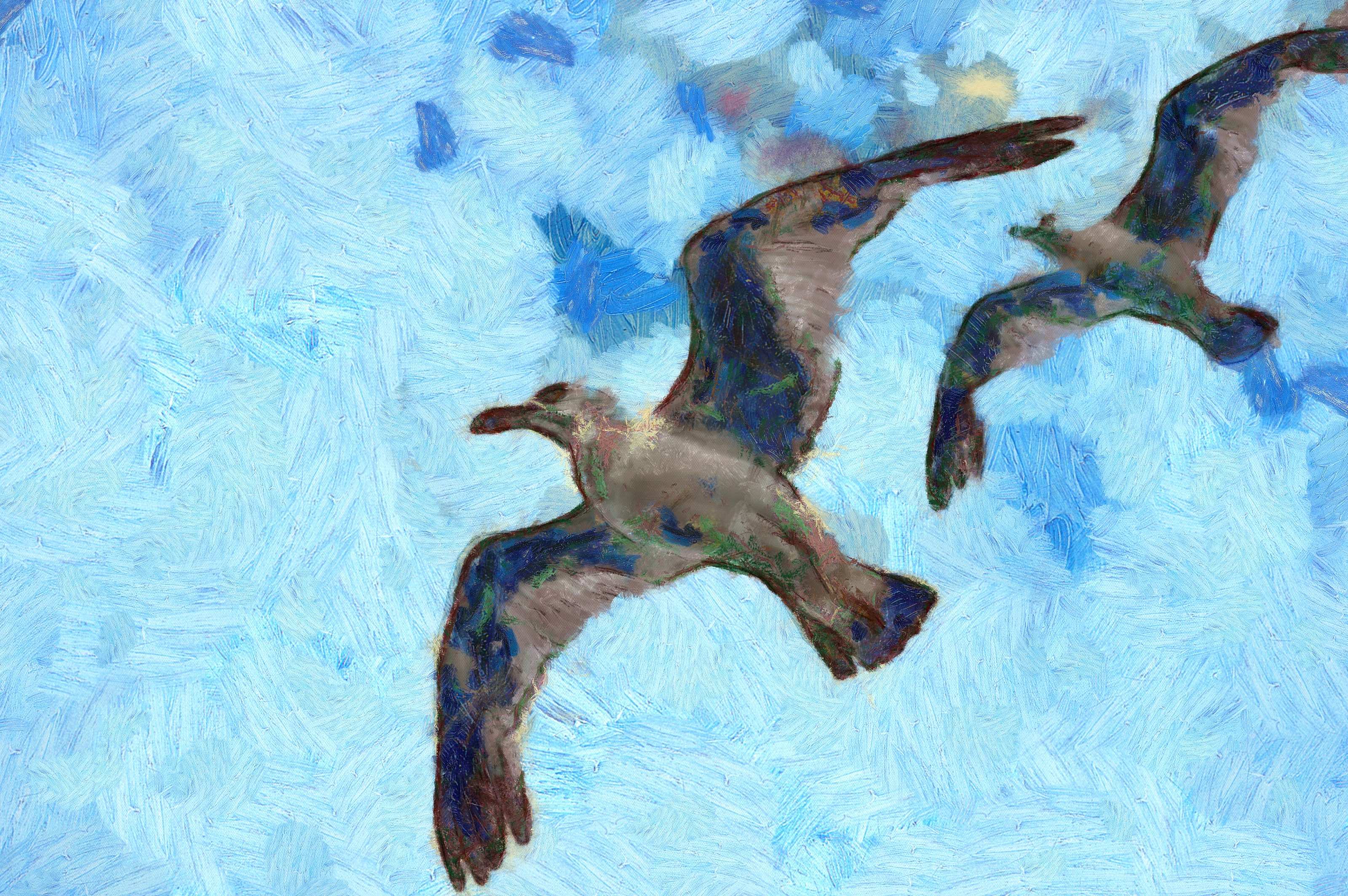 SeaGull, seagull picture, чайка, морская чайка