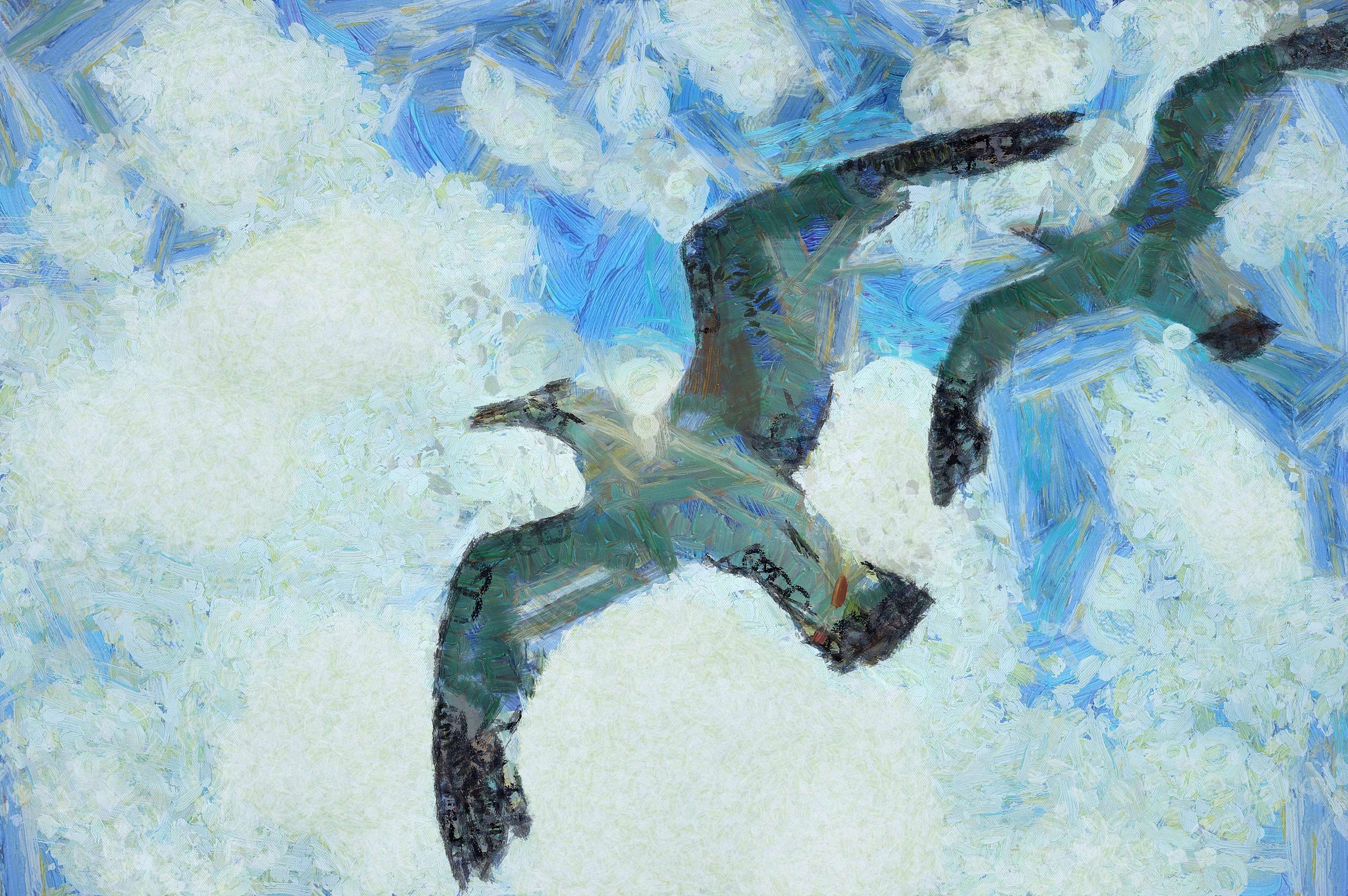 SeaGull, seagull picture, чайка, морская чайка