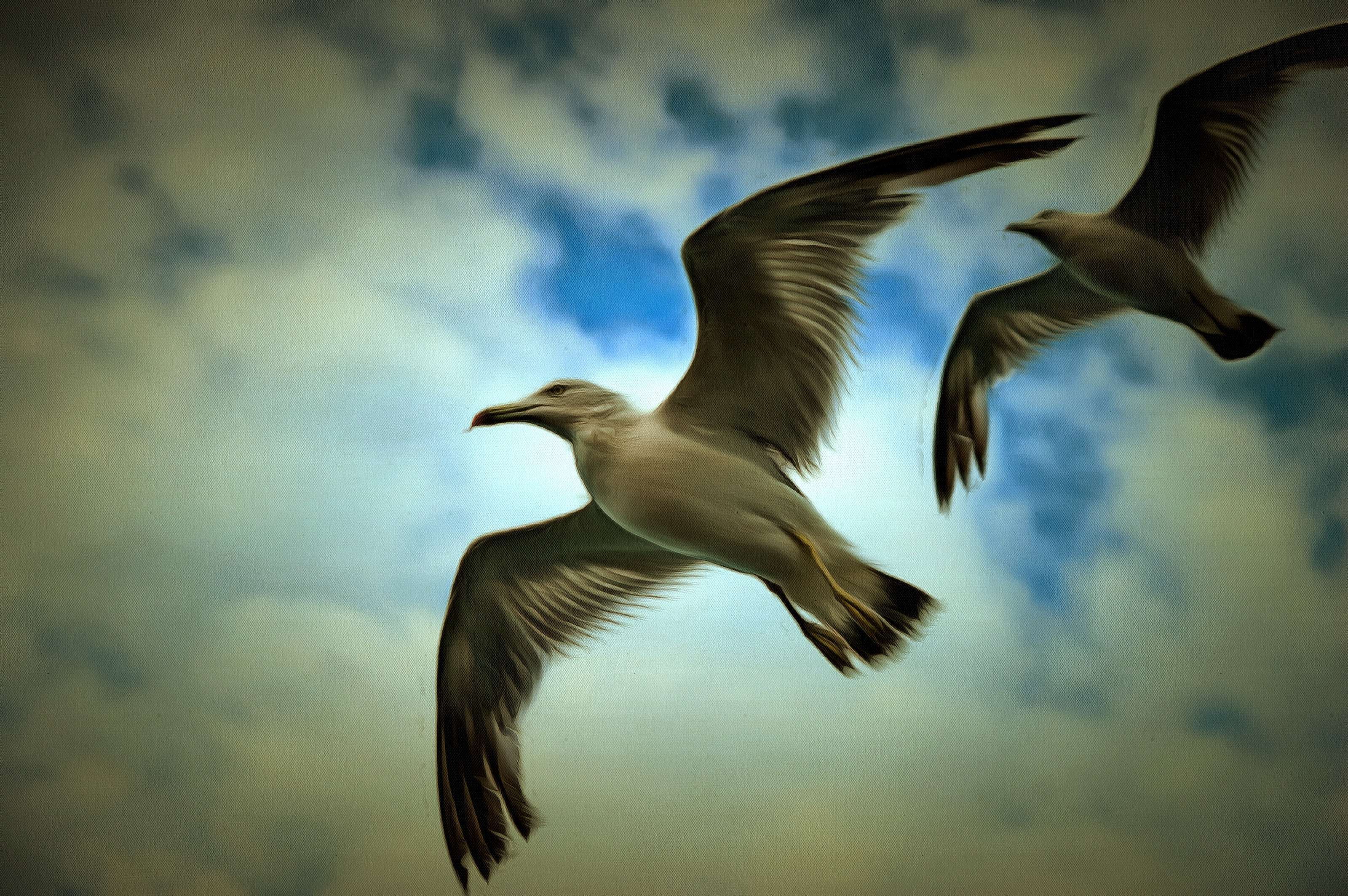SeaGull, seagull picture, чайка, морская чайка
