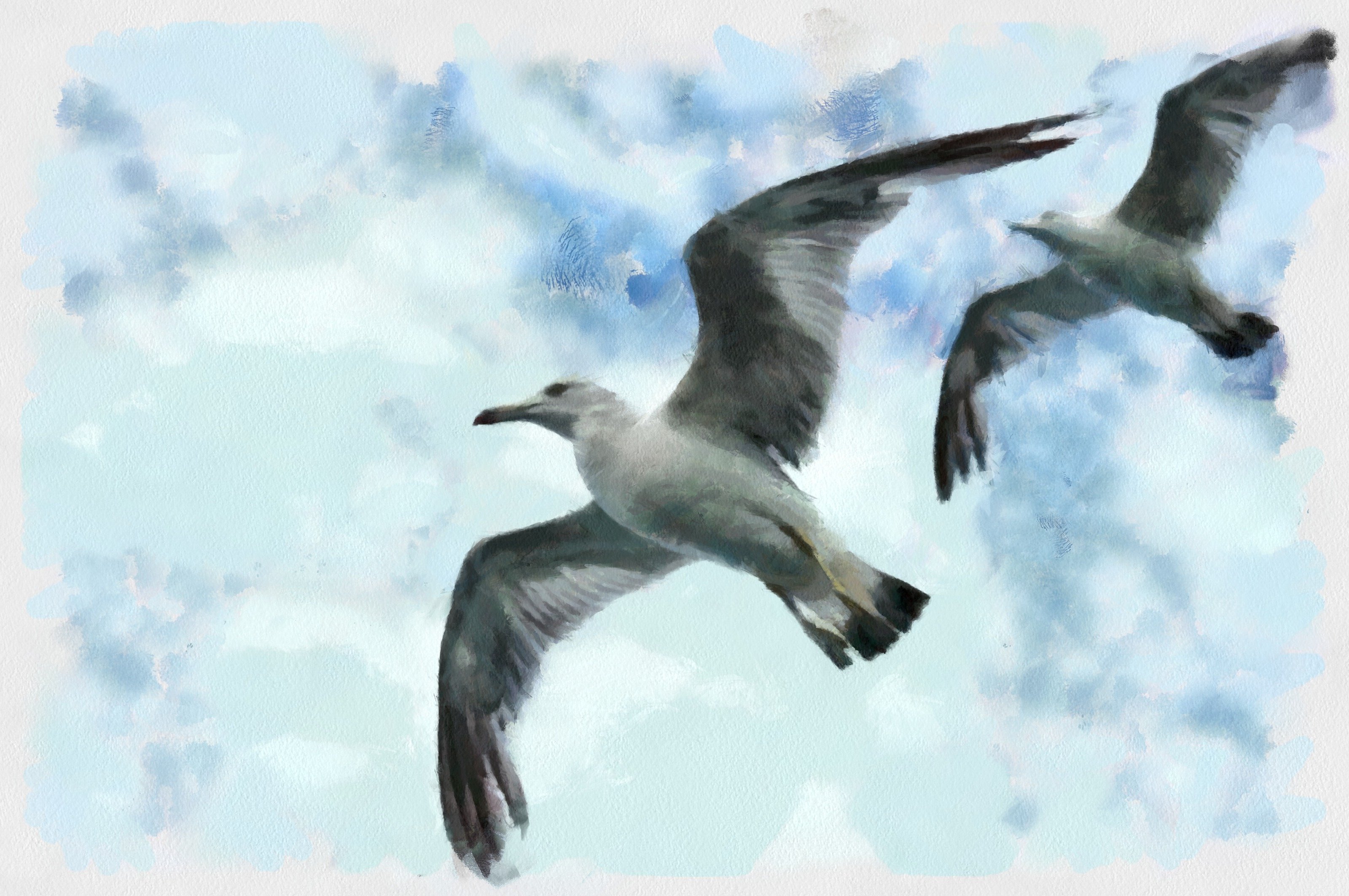 SeaGull, seagull picture, чайка, морская чайка
