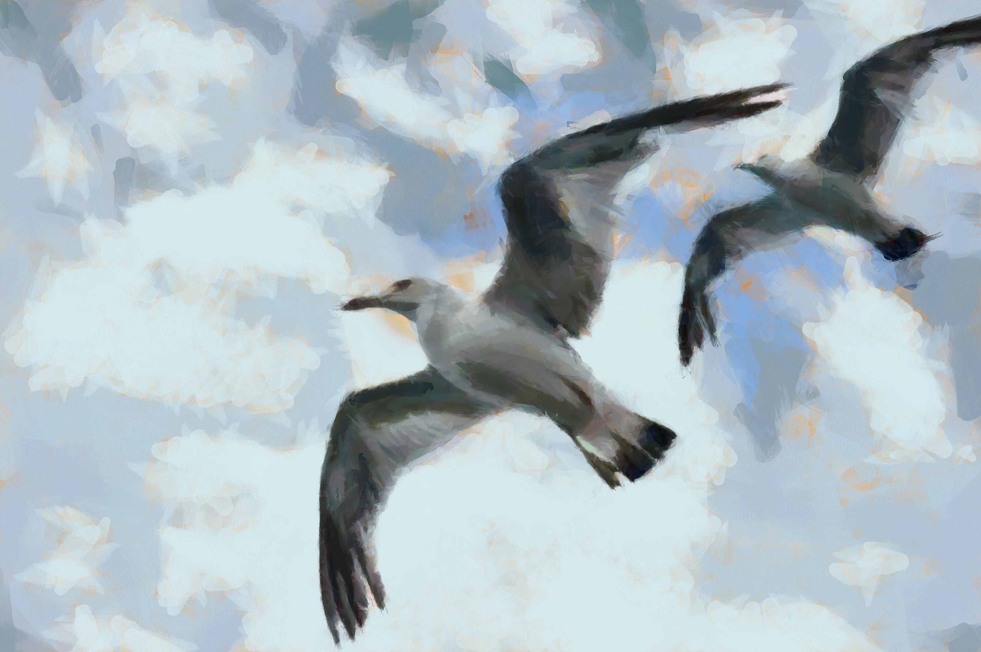 SeaGull, seagull picture, чайка, морская чайка