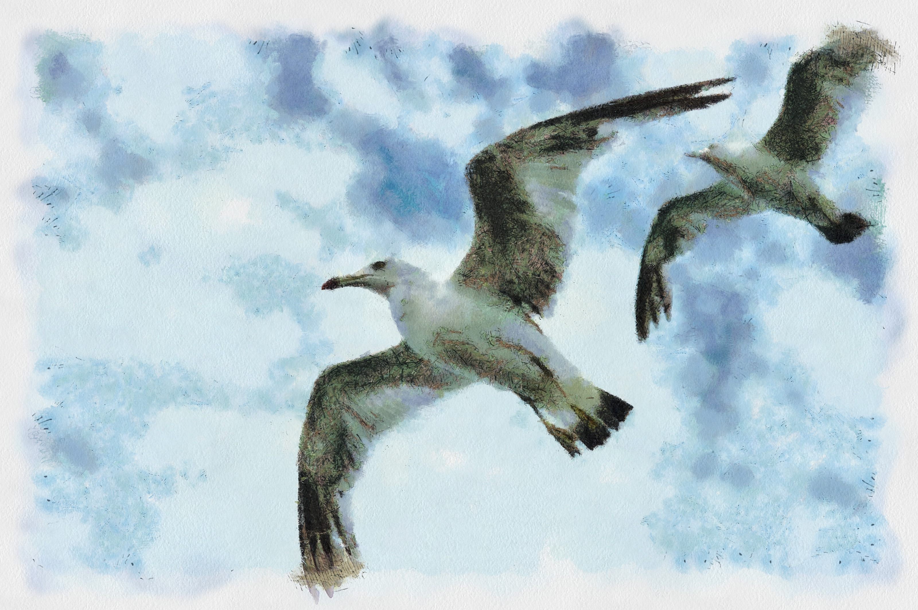 SeaGull, seagull picture, чайка, морская чайка