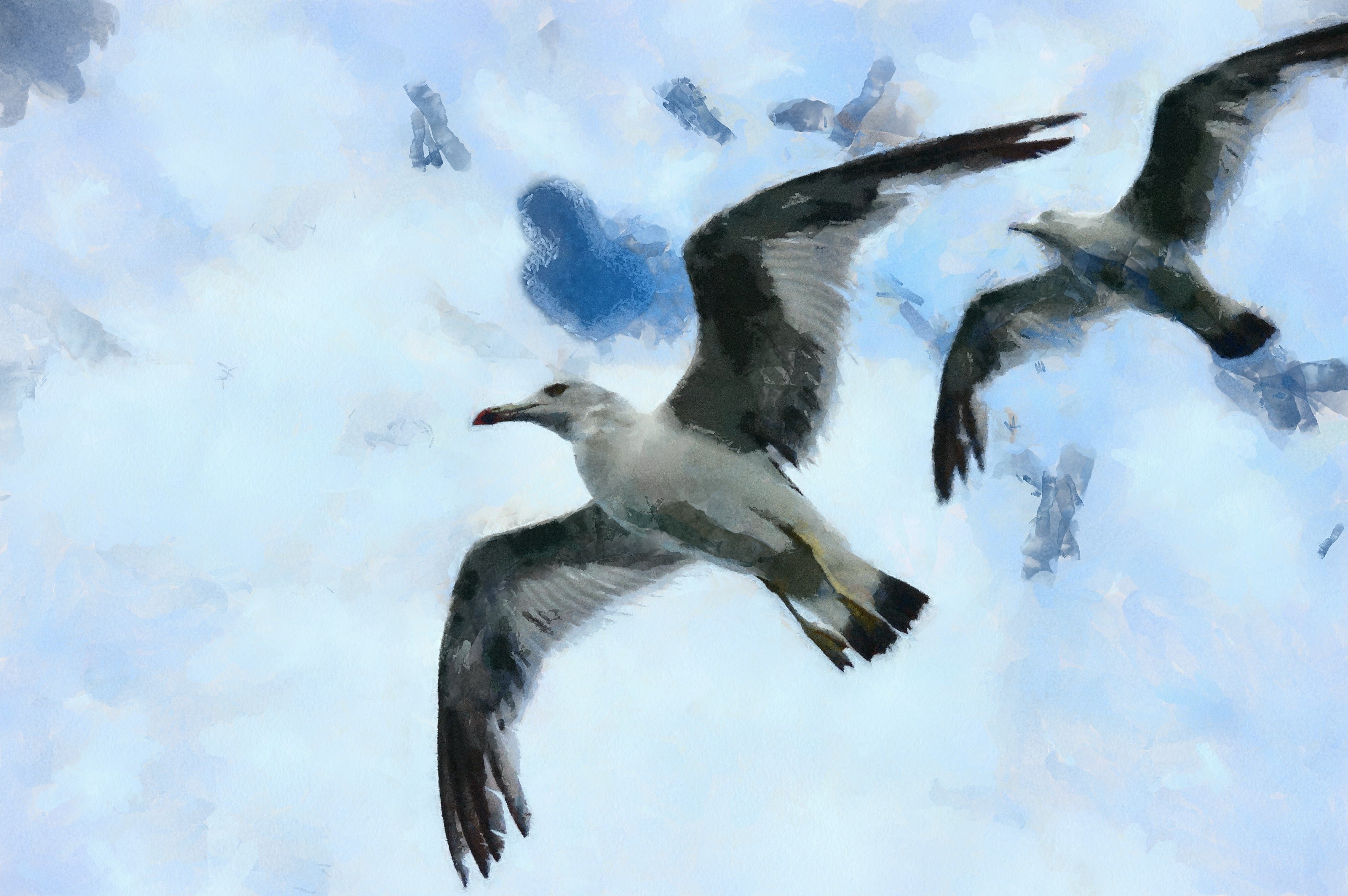 SeaGull, seagull picture, чайка, морская чайка