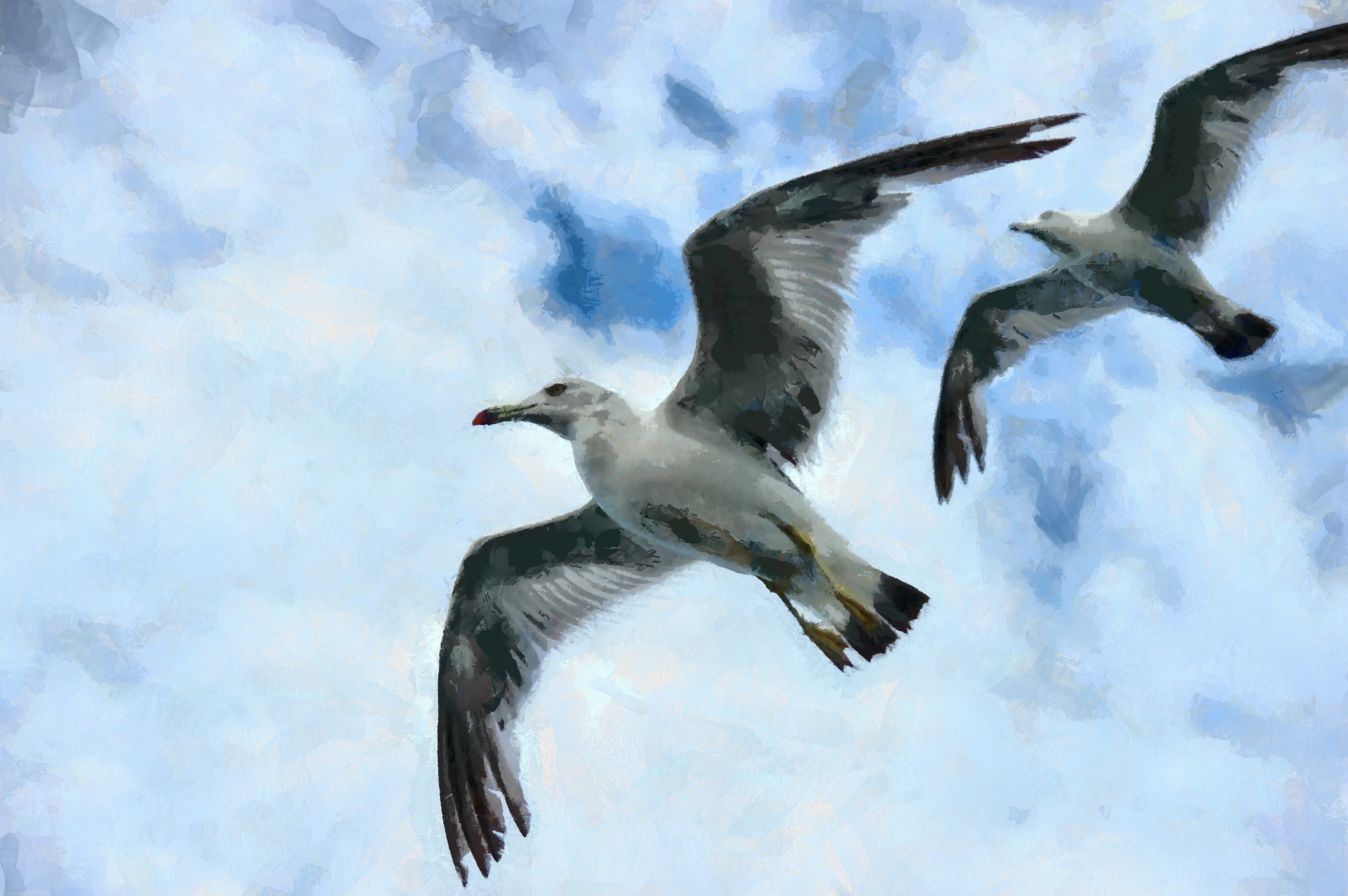 SeaGull, seagull picture, чайка, морская чайка