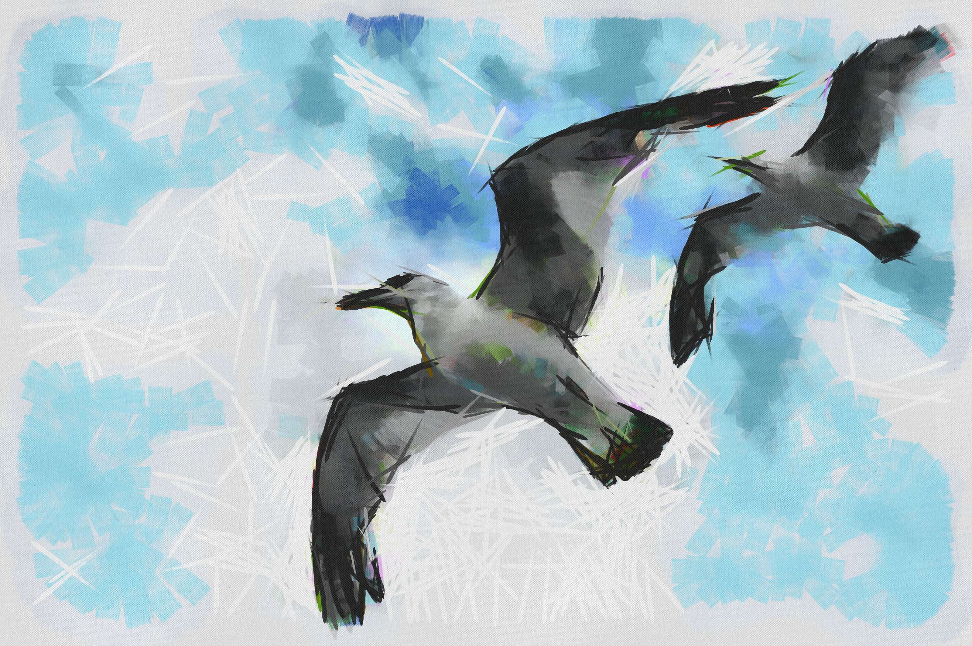 SeaGull, seagull picture, чайка, морская чайка
