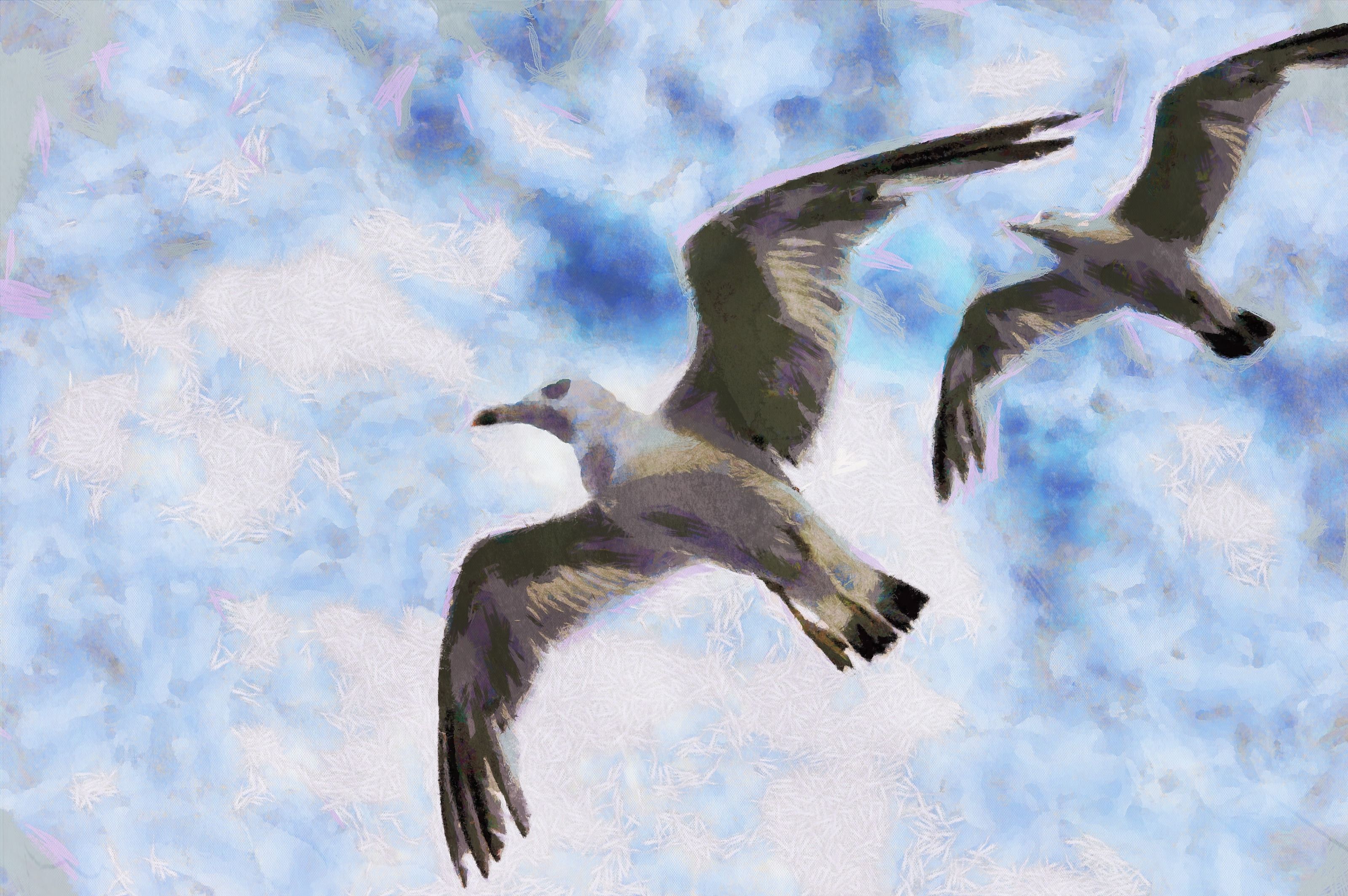 SeaGull, seagull picture, чайка, морская чайка