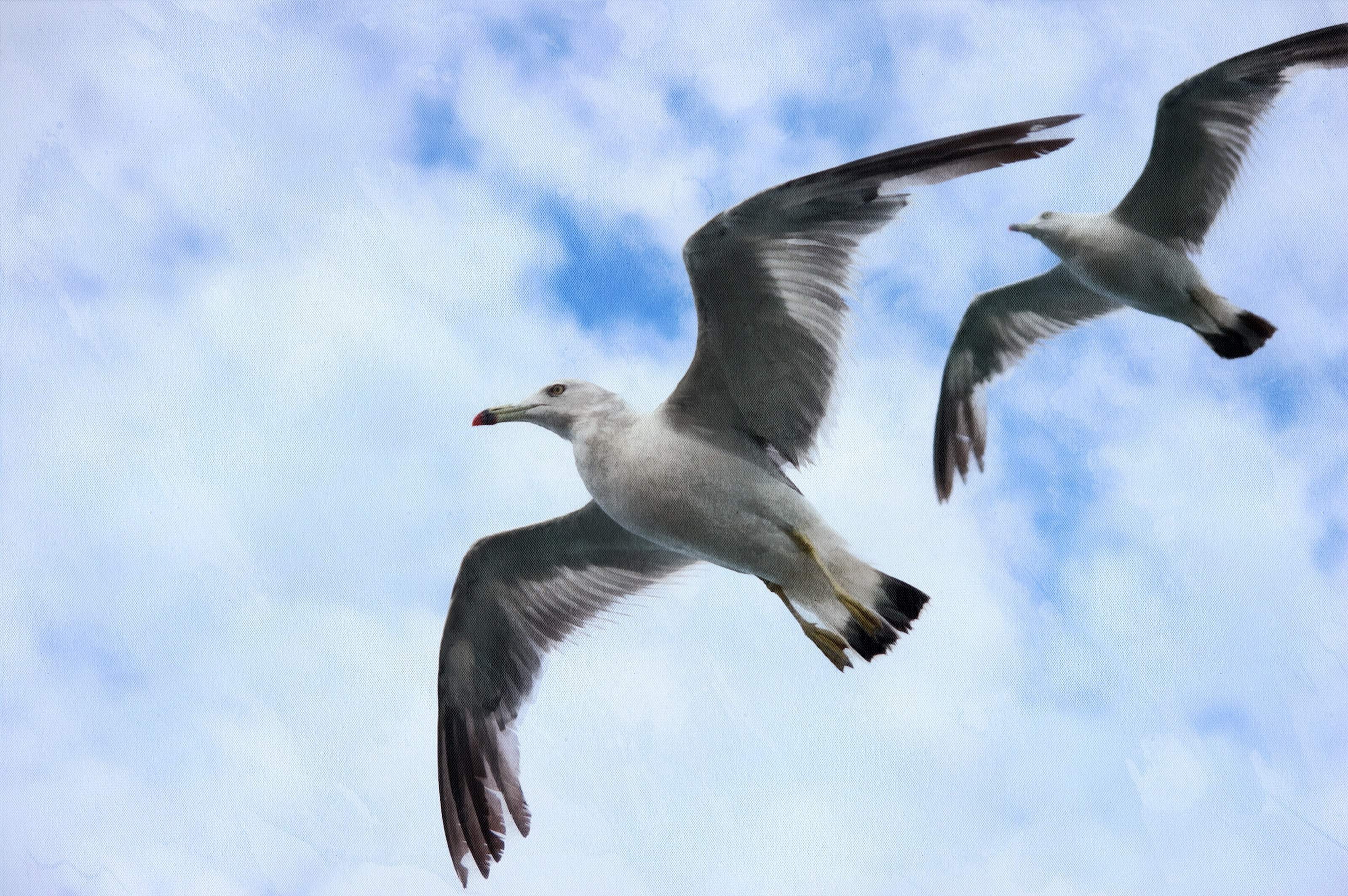 SeaGull, seagull picture, чайка, морская чайка