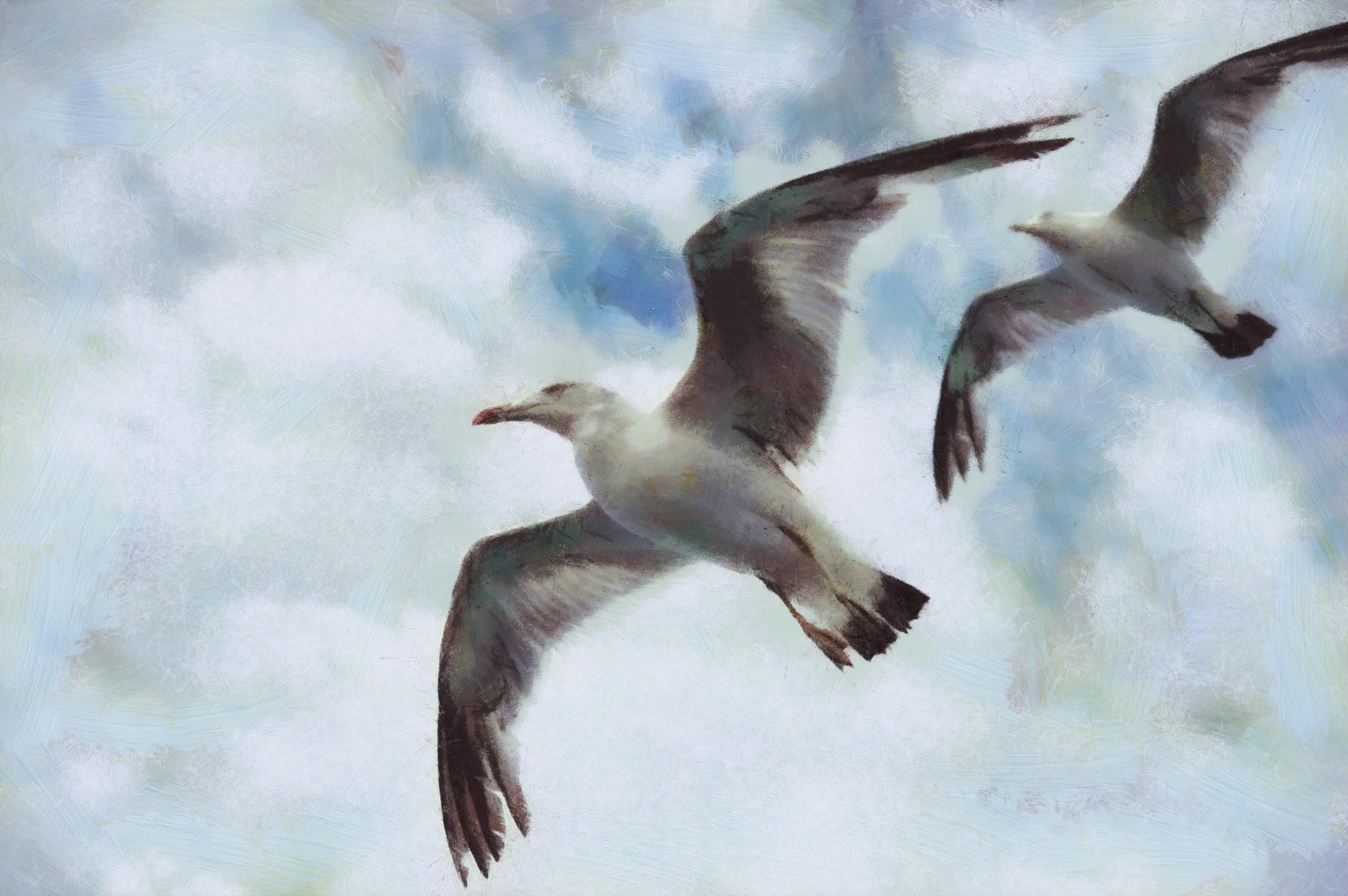 SeaGull, seagull picture, чайка, морская чайка